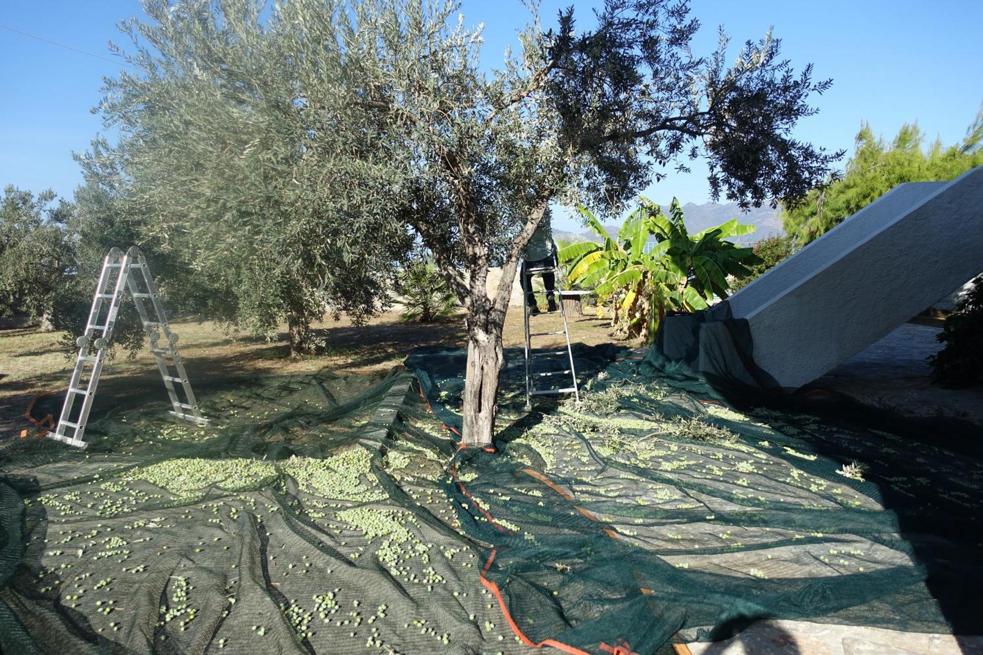 Villa In Kalloni Direkt Am Meer, Tolle Aussicht Dış mekan fotoğraf